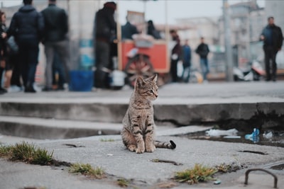 棕色斑猫坐在水泥地上